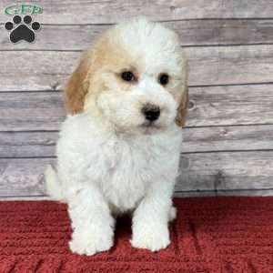 Talitha, Mini Bernedoodle Puppy